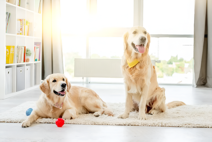 Keeping Your Pets Happy and Active