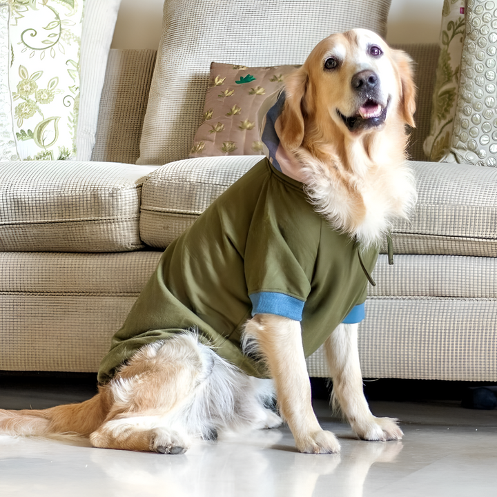Style Meets Comfort — Dressing Up Your Pets