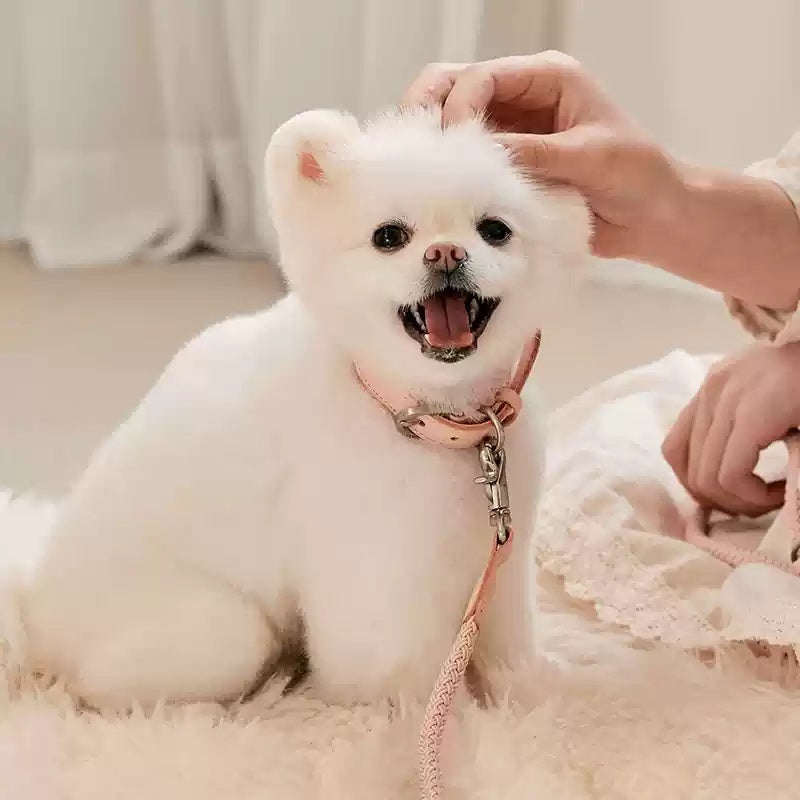 Dog Leather Hand Holding Leash