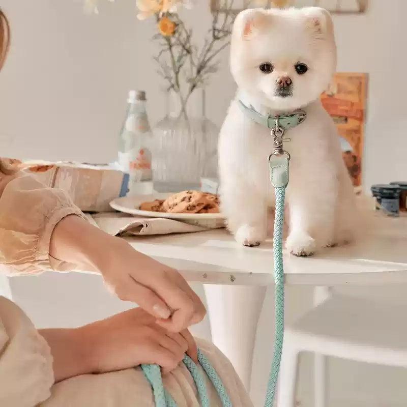 Dog Leather Hand Holding Leash